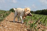 LABRADOR 465